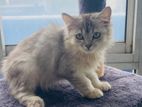 Silver persian cat