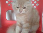 Silver persian Cat