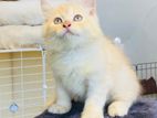 Silver persian cat for sale