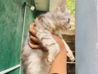 Silver Persian Kitten