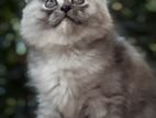 Silver Persian Kitten