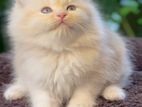 Silver Persian Kitten