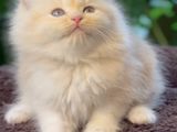 Silver Persian Kitten