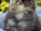 Silver Persian Kitten