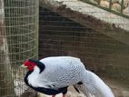 Silver Pheasant