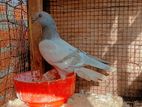 Silver Pigeon