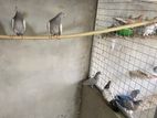 Silver Pigeons