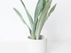 Silver Queen Sansevieria Plants