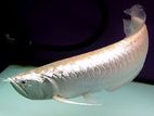 Silver Red Line Arowana