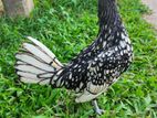 Silver Sebright Bantam