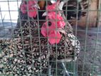 silver serbright chickens