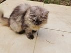 Silver Shade Persian Female Kitten