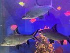 Silver Shark 8 Inches Large Pair