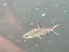 Silver Shark