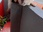 Silver Tabby Persian Cat