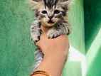 Silver Tabby Persian Kitten