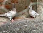Silver Timer Pigeons