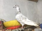 Silver Timing Pigeon