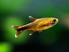 Silver Tip Tetra