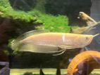 Silver Arowana Fish