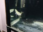Silver Arowana Fish