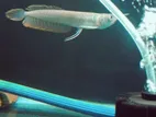 Silver Arowana Fish