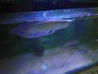 Silwer Arowano Fish