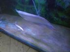 Arowana
