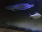 Silwer Arowana