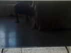 Singer 43 Inch TV
