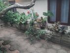Single storey House For sale in Genemulla