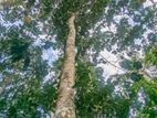 සිංහල දෙල් ගස් 2ක්