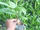 පුවක් පැල