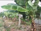 සින්නක්කර ඉඩම කැකිරාව - කාගම
