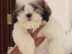 Shih Tzu Puppies