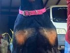 Doberman Dog for Crossing