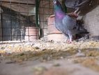 Pigeons