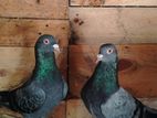 Sirima Pigeon