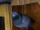 Sirima Pigeon