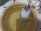 Syrian Dwarf Hamster
