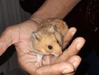 Siriyan Hamster