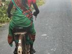 Sirukatathai Manjari(சிறுகதை மஞ்சரி)