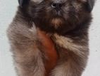 Shih Tzu Puppies