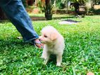 Shih Tzu Puppies
