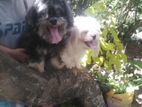 Shih Tzu Puppy for Crossing