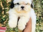 Shih Tzu Puppies