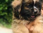sithzu puppies
