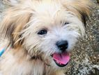 Shih Tzu Puppy