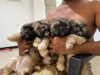 Shih Tzu Puppies