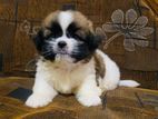 Shih Tzu Puppies